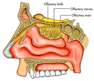 olfactory nerve