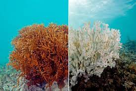 Coral bleaching in Australia